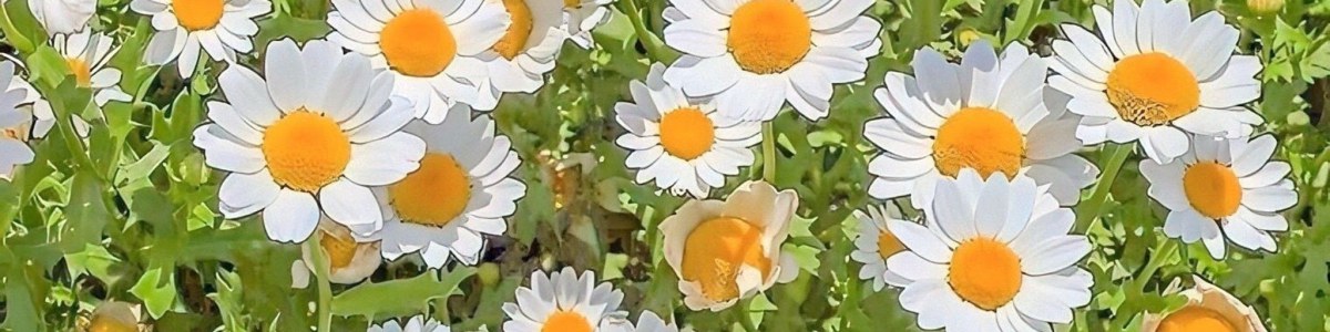 RidduInnuVlogs Banner